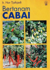 Image of bertanam cabai